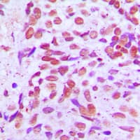 SENP8 Antibody (C-Terminus)