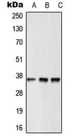 Polyclonal Rabbit anti-Human GPR12 Antibody (N-Terminus, WB)