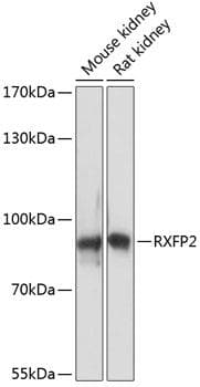 RXFP2 / LGR8 Antibody