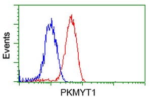 PKMYT1 Antibody (clone OTI5E1)