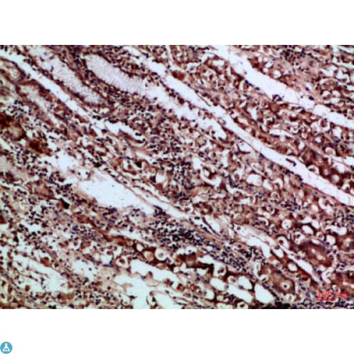 CD66a / CEACAM1 Antibody