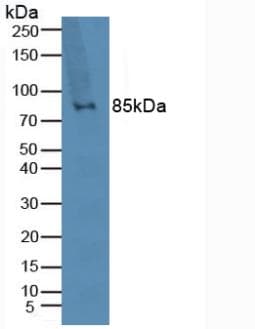 TLR2 Antibody (aa47-245, Biotin)