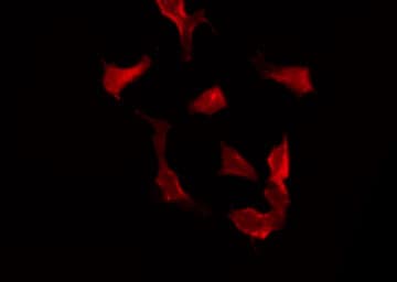 SYT16 Antibody