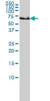 GCLC Antibody (clone 3H1)