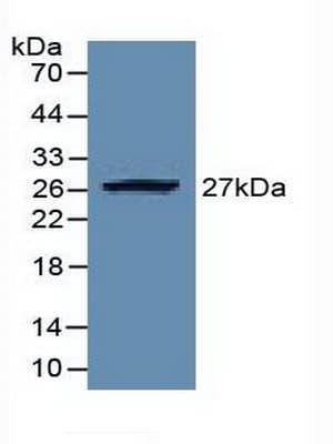 EZH2 Antibody (aa51-285, Biotin)