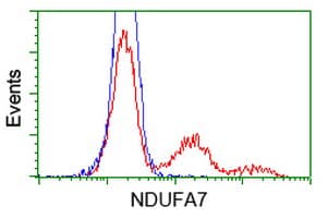 Monoclonal Mouse anti-Human NDUFA7 Antibody (clone OTI2F3, WB)