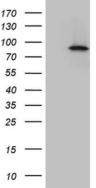 IKBKE / IKKI / IKKE Antibody (aa474-716, clone OTI5D4)