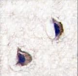 NPTX1 Antibody (aa174-203)