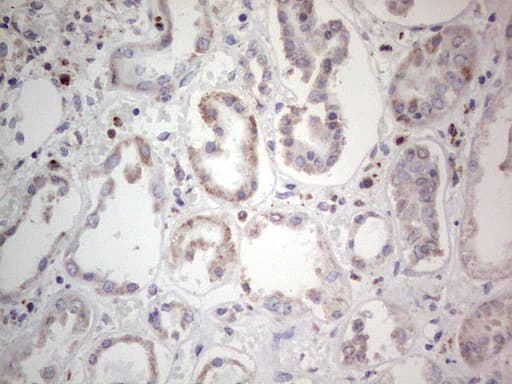 PCNA Antibody (clone OTI13G4)