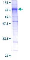 Human FAM234A Protein (Recombinant GST)