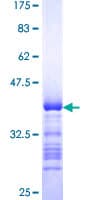 Human PTPMEG / PTPN4 Protein (Recombinant GST, N-terminus)