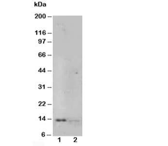 Polyclonal Rabbit anti-Human NGF Antibody (aa162-173, WB)
