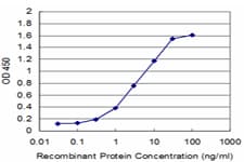 CBFA1 / RUNX2 Antibody (clone 6E1)