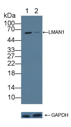 ERGIC-53 / LMAN1 Antibody (aa198-475)
