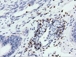 ARHGAP25 Antibody (clone OTI2D5, Carrier-free)