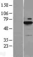 BLNK Protein (Over-Expression Lysate Myc-DDK (Flag))