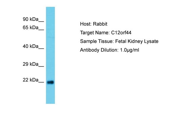 ATG101 Antibody (aa29-78)