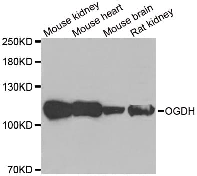 OGDH Antibody
