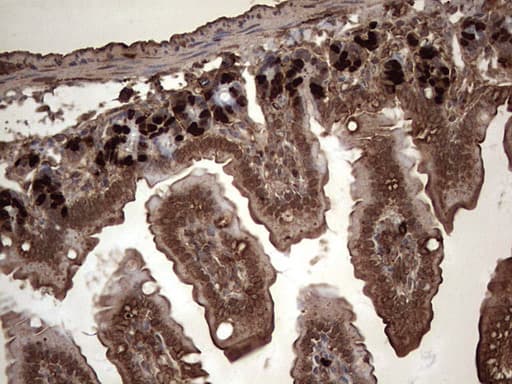 Monoclonal Rat BrdU Antibody (clone 4A5, IHC)