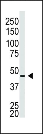 GJA5 / CX40 / Connexin 40 Antibody (aa102-134)