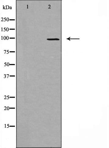 DMGDH Antibody