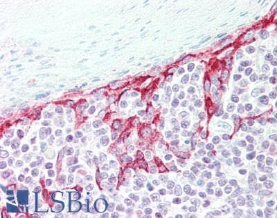 IHC-plus™ VAV3 Antibody (aa200-250)