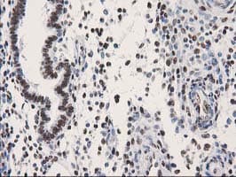 LENG1 Antibody (clone OTI10A7)