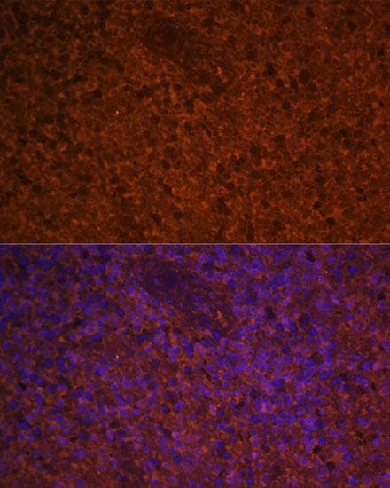 CCL19 / MIP3-Beta Antibody