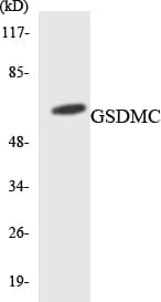MLZE Antibody (aa92-141)