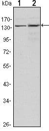 KDM3A / JMJD1A Antibody (clone 1E+12)