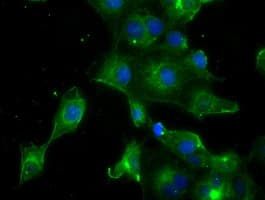 PRL / Prolactin Antibody (clone OTI6B1, Carrier-free)