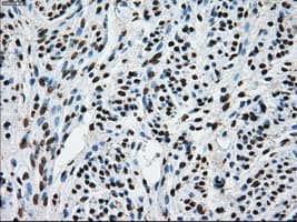 KIAA0153 / TTLL12 Antibody (clone OTI4B2)