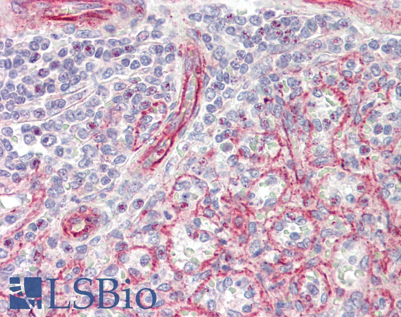 IHC-plus™ NPPA / ANP Antibody (aa30-56)