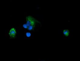 PIK3CG / PI3K Gamma Antibody (clone OTI4G10)