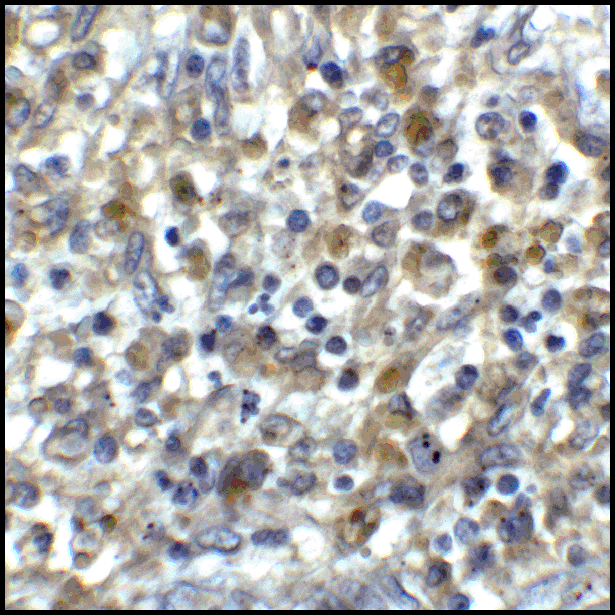 CD80 Antibody (clone 10A1)