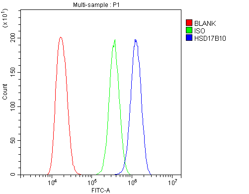 HSD17B10 / HADH2 Antibody (aa48-261)