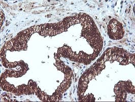 DSTN / Destrin Antibody (clone OTI1G8, Carrier-free)