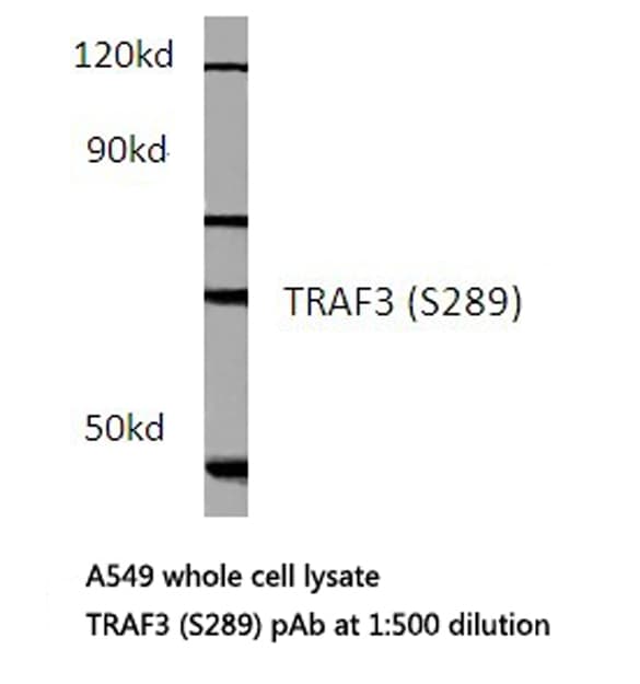 TRAF3 Antibody (Ser289)
