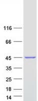 Human ADAP1 / CENTA1 Protein (Recombinant Myc-DDK (Flag))