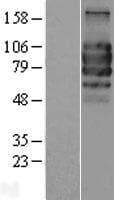 IL27RA Protein (Over-Expression Lysate Myc-DDK (Flag))