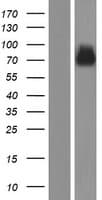 SYT14 Protein (Over-Expression Lysate Myc-DDK (Flag))