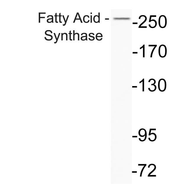 FASN / Fatty Acid Synthase Antibody (aa1478-1527)