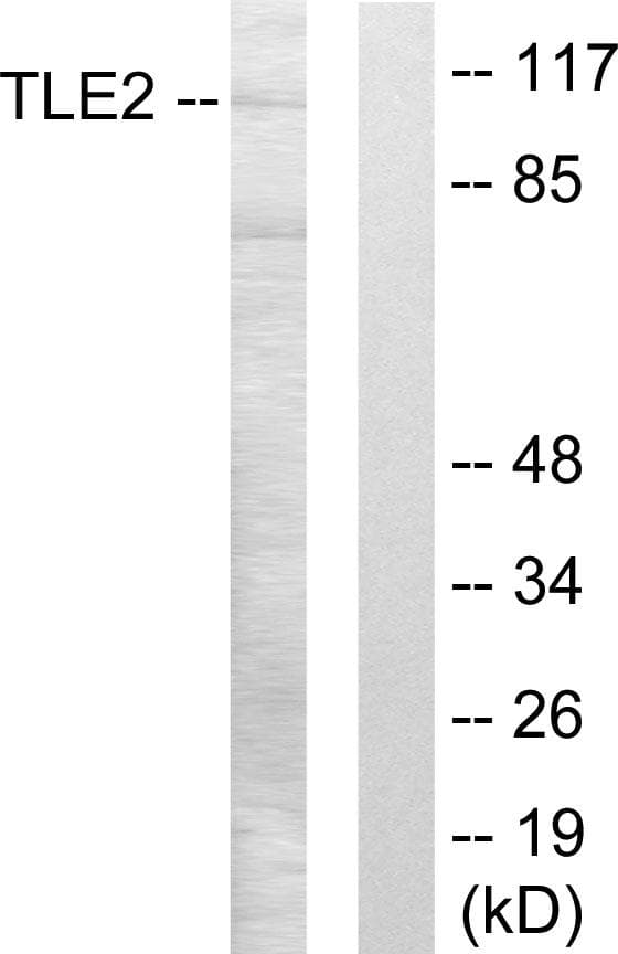 TLE2 Antibody