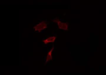 TLR9 Antibody