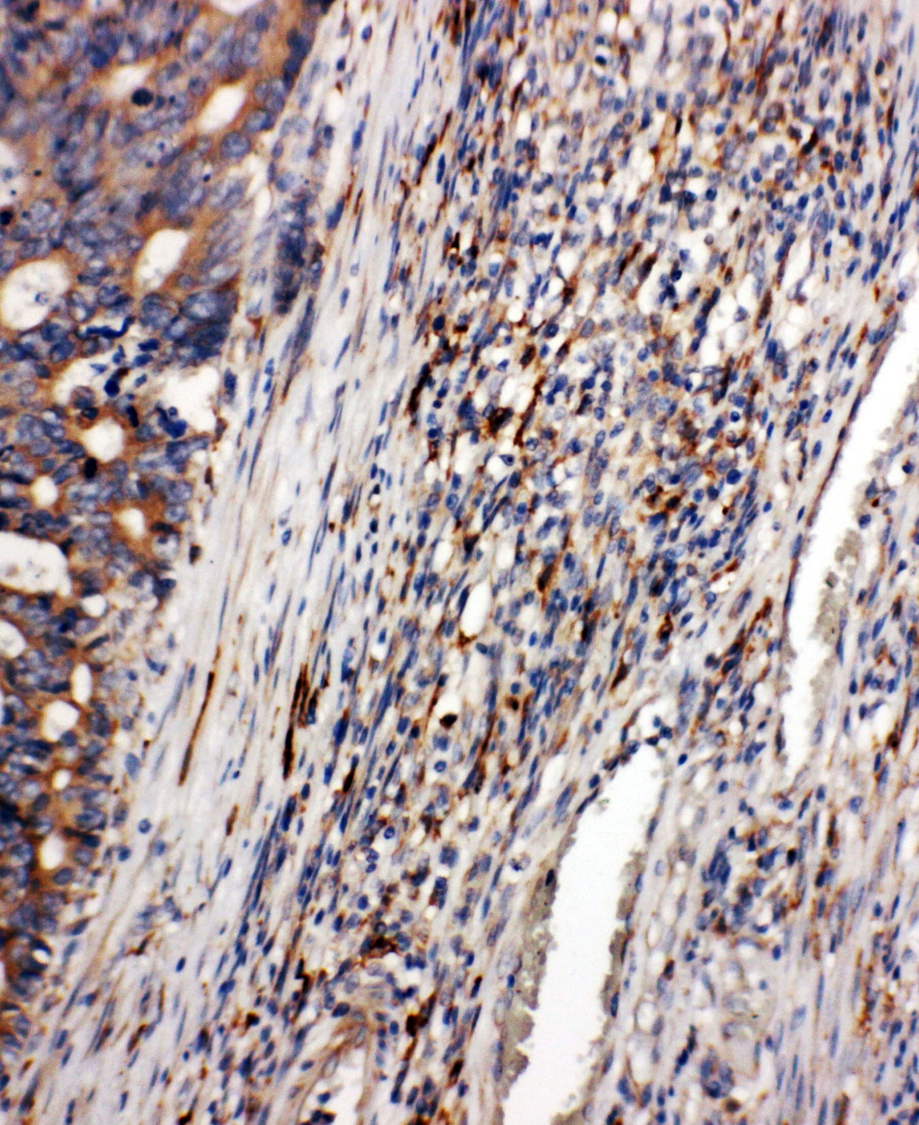 CD163 Antibody (aa1056-1165)