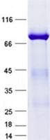 Human FOS / c-FOS Protein (Recombinant GST, N-terminus + His, C-terminus)