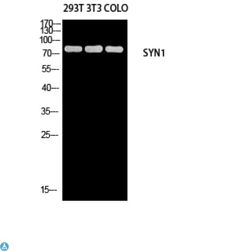 SYN1 / Synapsin 1 Antibody
