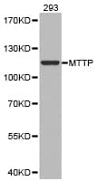 MTTP / MTP Antibody