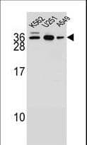 AMN1 Antibody (aa13-42)