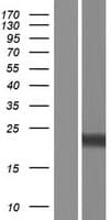 RGS8 Protein (Over-Expression Lysate Myc-DDK (Flag))